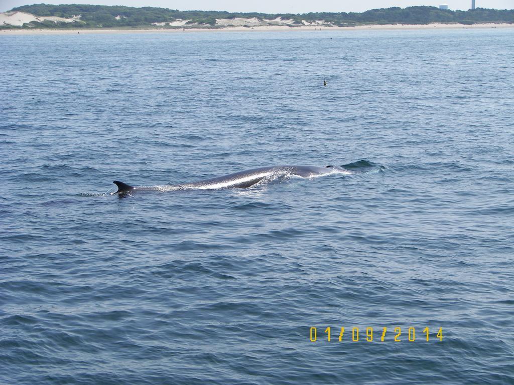 מלון דניס פורט The Club At Cape Cod מראה חיצוני תמונה
